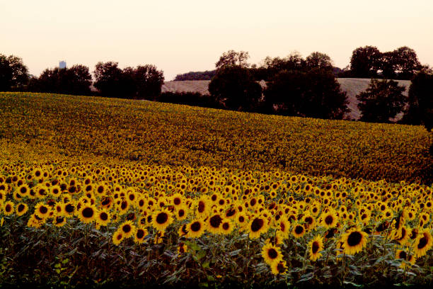 Ceux qui cultivent.